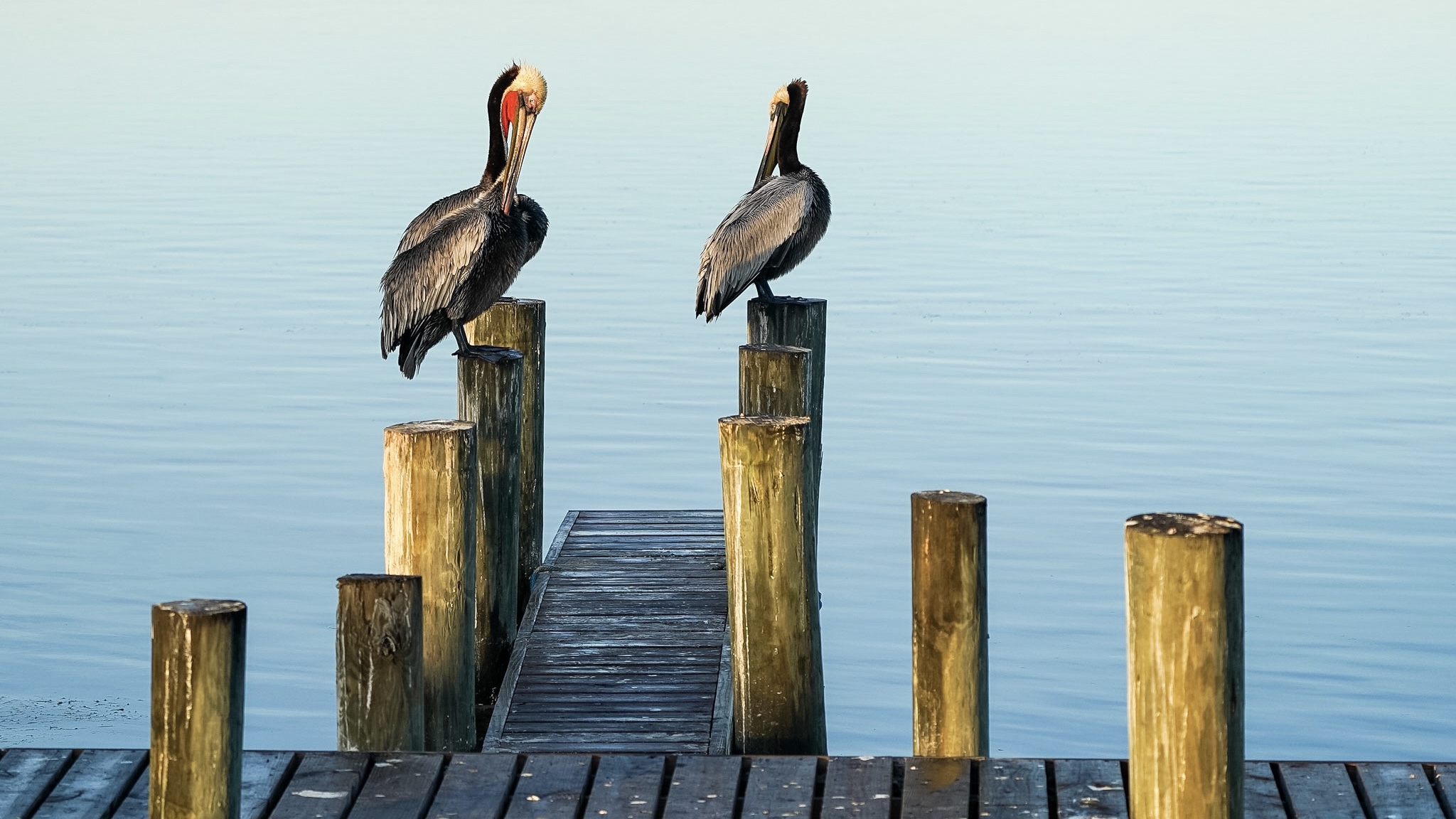 The Beautiful and Whacky Pelicans of Padre Island VAN LIFE BY DESIGN