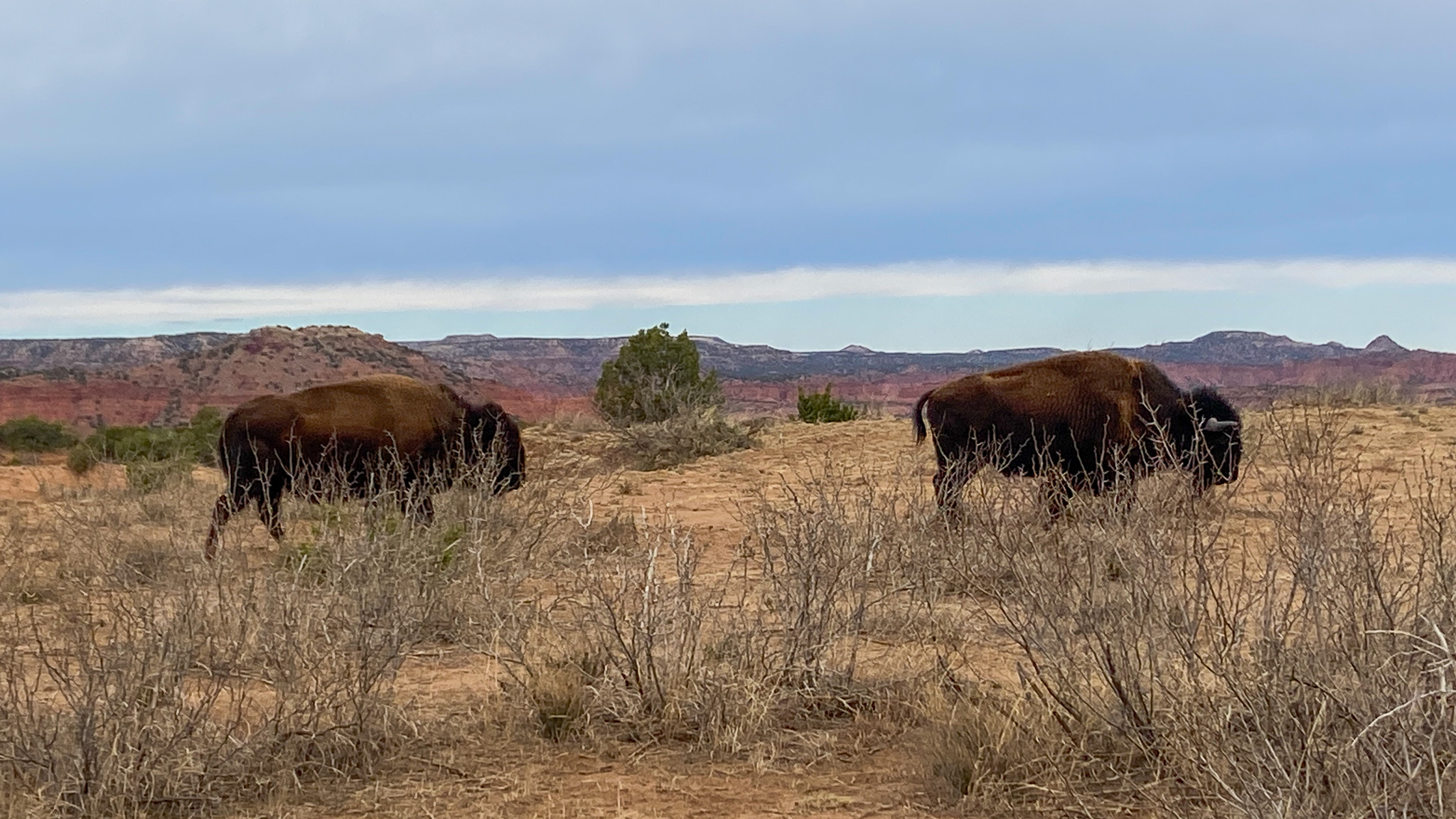 Caprock Canyon State Park: Trails, Bison, and Camping